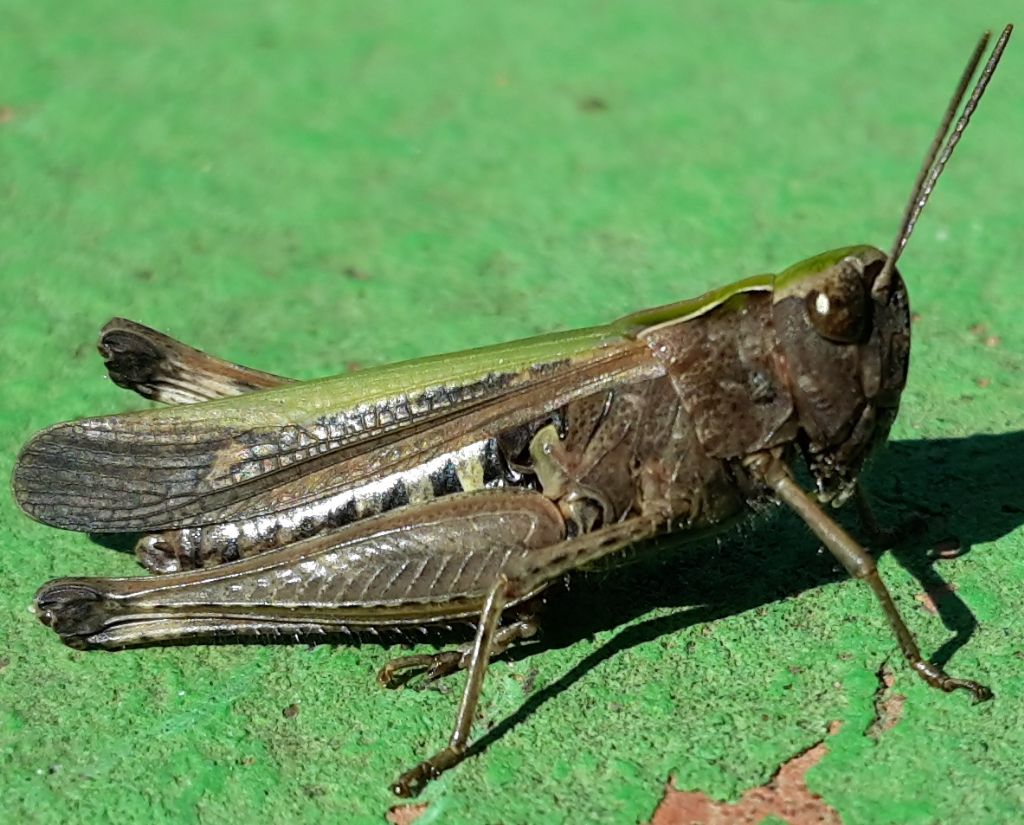 Ancora un Omocestus?  S, Omocestus (Omocestus) rufipes